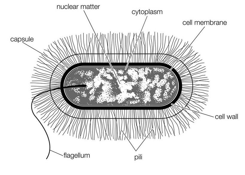 无人,横图,插画,特写,白色背景,数码,科技,阴影,科学,网络,细菌,图表,文字,细胞,高光,几何,计算机图形,合成,图画,胶囊,画,英文字母,电脑合成图,数码合成图,生物学,合成图,横截面,漫画,写实,具体,具象,鞭毛,细胞膜,细胞质,微生物学,彩图,影棚拍摄
