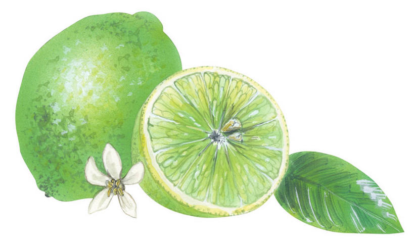 无人,横图,彩色,插画,特写,白色背景,数码,科技,水果,叶子,阴影,网络,青柠檬,食品,高光,几何,计算机图形,合成,图画,画,花,绿色,五颜六色,部分,色彩斑斓,电脑合成图,数码合成图,合成图,清新,五彩缤纷,漫画,写实,具体,具象,酸橙,五彩斑斓,五光十色,彩图