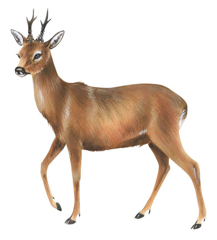 无人,站,竖图,插画,白色背景,数码,科技,野生动物,阴影,网络,高光,几何,计算机图形,合成,图画,画,自然,电脑合成图,数码合成图,合成图,漫画,写实,具体,具象,狍,彩图