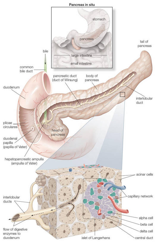 胰腺,无人,竖图,插画,白色背景,数码,科技,阴影,网络,高光,几何,计算机图形,合成,图画,画,放大,指导,电脑合成图,数码合成图,合成图,横截面,漫画,写实,具体,具象,消化道,吸收,消化管,消化,排泄,微生物学,摄取,彩图,消化腺,转运,消化系统