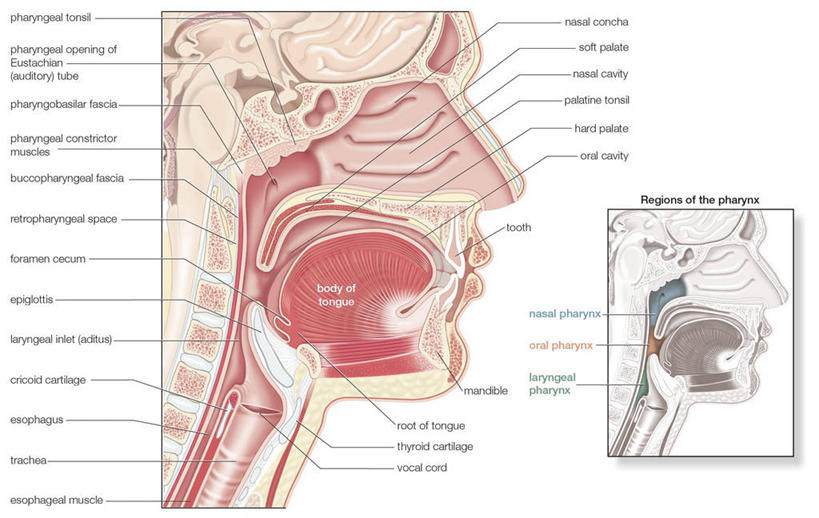 头,无人,横图,插画,白色背景,数码,科技,阴影,网络,高光,几何,计算机图形,合成,图画,画,指导,电脑合成图,数码合成图,合成图,横截面,漫画,写实,具体,具象,消化道,吸收,消化管,咽,消化,排泄,摄取,头部,彩图,消化腺,转运,消化系统