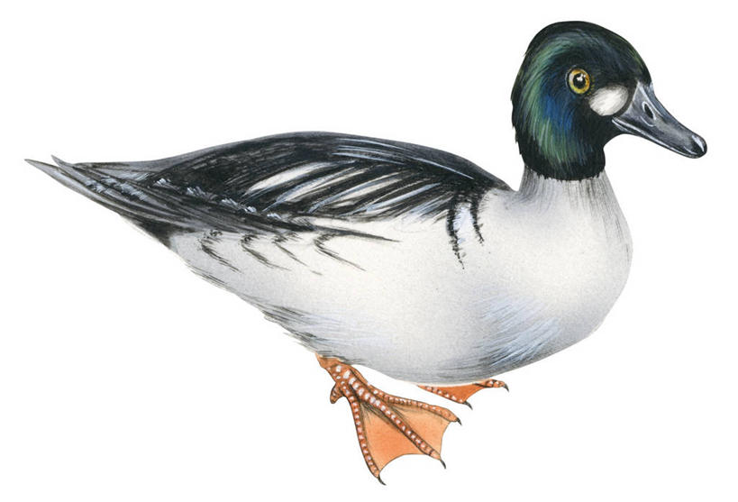 无人,站,横图,插画,白色背景,数码,科技,阴影,网络,鸟类,高光,几何,计算机图形,合成,图画,画,电脑合成图,数码合成图,合成图,漫画,写实,具体,具象,鹊鸭,彩图