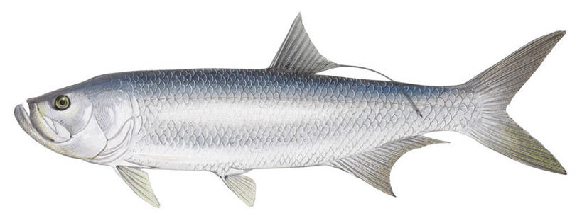 无人,横图,全景,插画,白色背景,数码,科技,野生动物,阴影,网络,高光,几何,计算机图形,合成,图画,画,自然,电脑合成图,数码合成图,合成图,漫画,写实,具体,具象,大海鲢,彩图,动物学