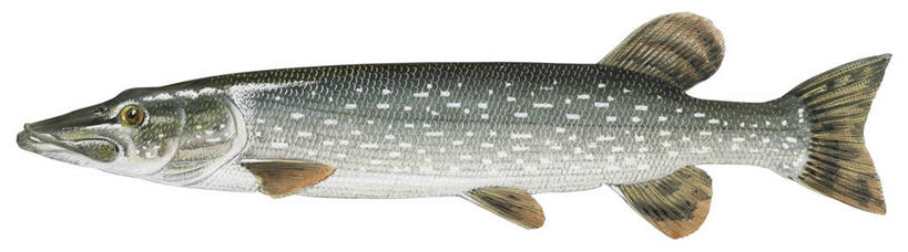 无人,横图,全景,插画,白色背景,数码,科技,野生动物,阴影,网络,斑点,高光,几何,计算机图形,合成,图画,鱼类,画,自然,电脑合成图,数码合成图,合成图,漫画,白斑狗鱼,写实,具体,具象,彩图,动物学