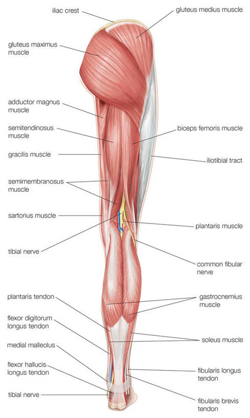 肌肉,腿,健壮,无人,竖图,插画,白色背景,数码,科技,阴影,网络,图表,高光,几何,计算机图形,合成,图画,画,背面,粉色,健康,活力,力量,青春,英文字母,部分,电脑合成图,数码合成图,生物学,简单,强壮,合成图,漫画,写实,具体,具象,胫神经,四肢,人体结构,彩图