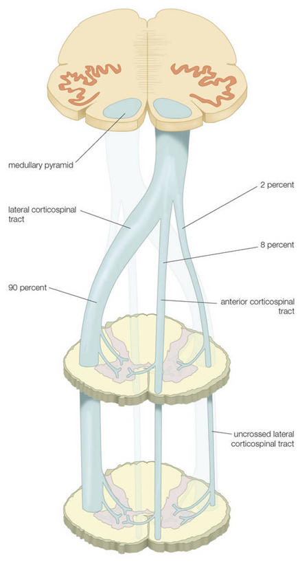 无人,竖图,全景,插画,白色背景,数码,科技,阴影,对称,网络,高光,几何,计算机图形,联系,合成,图画,画,英文字母,电脑合成图,数码合成图,合成图,横截面,漫画,写实,具体,具象,人体结构,彩图