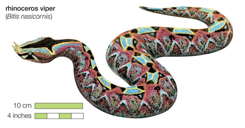 无人,横图,室外,白色背景,侧面,重复,野生动物,枝,白色,灰色,自然,英文字母,外壳,彩图,韧性