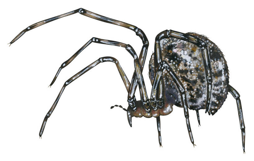 无人,横图,白色背景,野生动物,昆虫,蜘蛛,动物,八脚螅,节肢动物,益虫,波丝,彩图,动物学