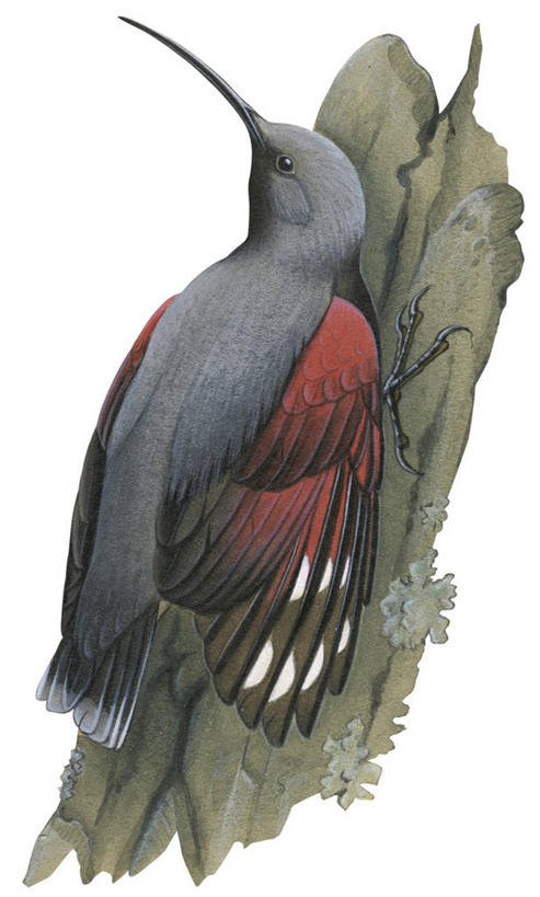 无人,竖图,白色背景,野生动物,鸟类,彩图,动物学