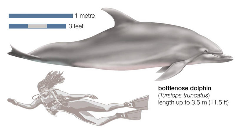 游泳,成年人,一个人,横图,插画,白色背景,数码,科技,哺乳动物,鲸鱼,野生动物,仅一个女性,阴影,网络,潜水镜,数字,图表,高光,几何,计算机图形,合成,图画,海洋生物,画,动物,比较,鲸,英文字母,电脑合成图,数码合成图,合成图,水生动物,水生物,反差,漫画,比例,海底动物,写实,具体,具象,鲸类,白暨豚,白鳍,白鳍豚,彩图,水肺潜水