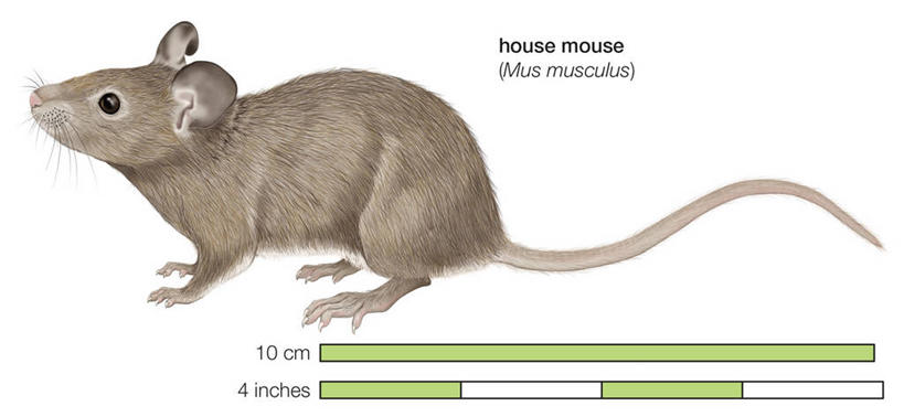 无人,站,横图,全景,插画,白色背景,侧面,数码,科技,野生动物,阴影,网络,数字,图表,高光,几何,计算机图形,合成,图画,画,英文字母,鼠,电脑合成图,数码合成图,合成图,田鼠,漫画,写实,具体,具象,拉丁文,彩图