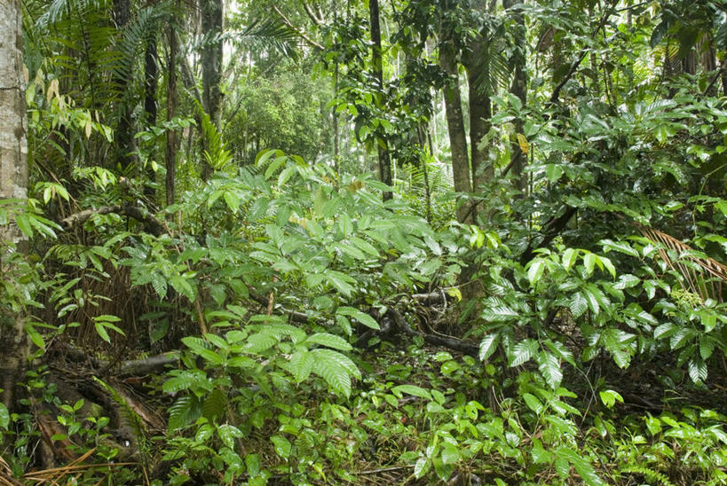 横图,室外,白天,森林,叶子,绿色,自然,摄影,灌木,环境,腐烂,气候,热带气候,彩图,雨林