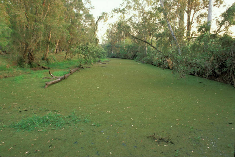 横图,室外,白天,农业,机器,河流,水,环保,肥料,流水,田地,营养,机械,摄影,能源,环境,污染,回收,资源,藻类,利用,低碳,健康食物,农具,循环,昆士兰州,澳大拉西亚,灌溉设备,耕具,持续,彩图,水污染,农业机械