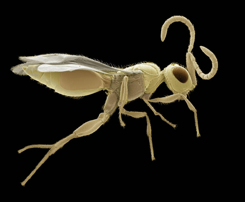 无人,横图,室内,特写,白天,侧面,仪器,黑色背景,检查,反射,分析,科学,昆虫,显微镜,一只,黄色,动物,观察,清晰,探索,放大,观看,仔细,透镜,凸透镜,聚焦,关注,黄蜂,益虫,光学,清楚,胡蜂,马蜂,蚂蜂,显微图片,彩图,全身,扫描电镜,扫描电子显微镜