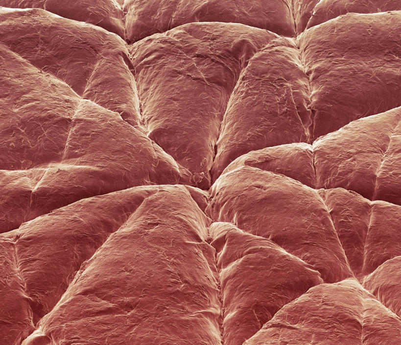 无人,横图,俯视,室内,特写,白天,仪器,微生物,检查,反射,分析,科学,医学,纹路,纹理,细胞,显微镜,粉色,观察,清晰,探索,放大,观看,皮肤,仔细,透镜,生物学,凸透镜,聚焦,关注,表皮,肌理,光学,清楚,苍老,衰老,朽迈,显微图片,角质层,彩图,高角度拍摄,扫描电镜,扫描电子显微镜