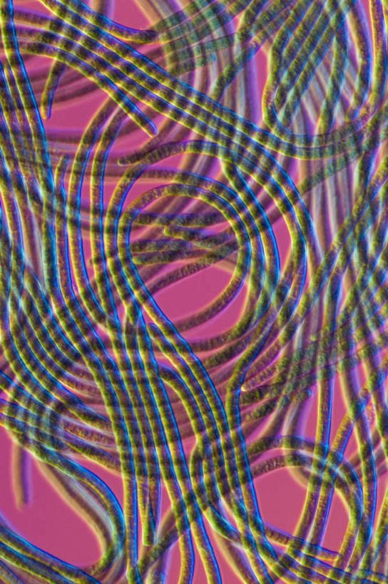 无人,竖图,室内,白天,正面,数码,科技,微生物,阴影,曲折,弯曲,环绕,缠绕,科学,网络,线条,高光,几何,计算机图形,合成,蜿蜒,电脑合成图,数码合成图,生物学,合成图,纠缠,写实,具体,具象,单细胞生物,彩图,粘藻,颤藻,蓝绿藻,蓝细菌,蓝藻