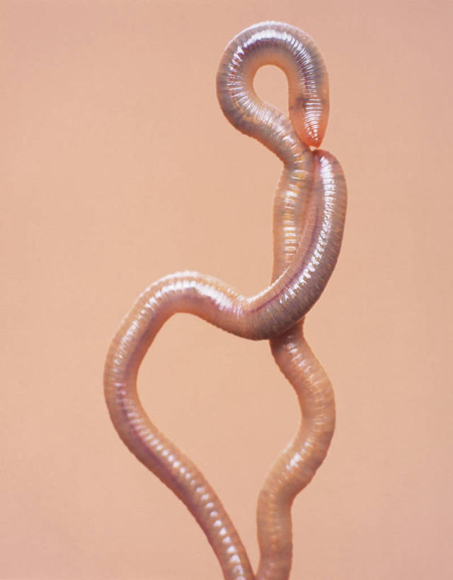 无人,竖图,室内,特写,白天,正面,野生动物,两条,昆虫,动物,可爱,摄影,活泼,影棚,繁殖,摄影棚,交配,蚯蚓,受精,地虫,地龙,坚蚕,蛐蟮,半身,彩图,影棚拍摄,拍摄