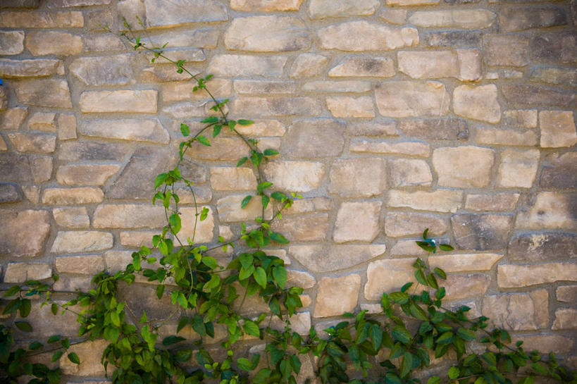 无人,横图,室外,白天,日光,美国,墙,地形,常春藤,绿色,概念,生长,北美,加利福尼亚,当代