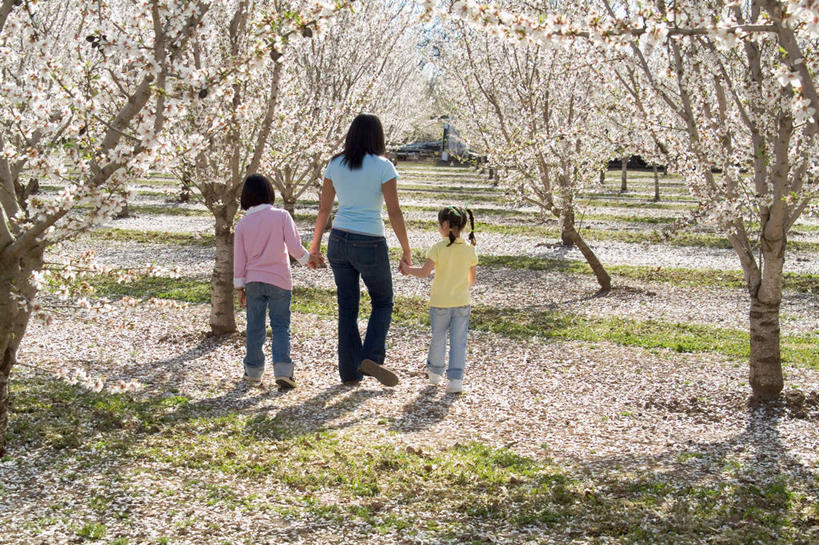 儿童,中年人,三个人,家庭,母亲,女儿,横图,室外,白天,杏仁,日光,美国,北美,加利福尼亚