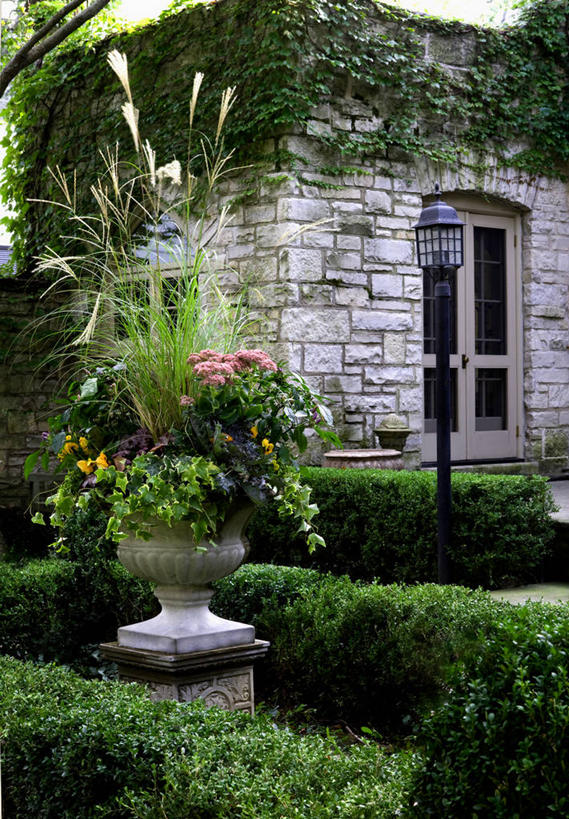 竖图,室外,植物,常春藤,草药,药草,中药,景天,药材,中草药,三色紫罗兰,中药材,本草,石灰石,八宝,秋天,包菜还阳,活血三七