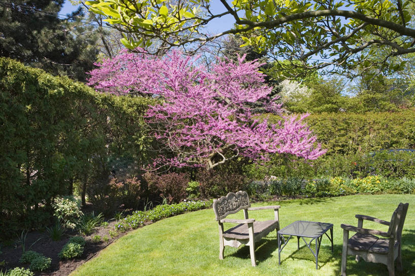 横图,室外,草坪,粉色,白色
