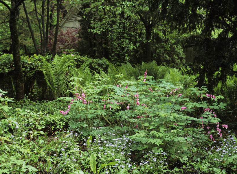 室外,森林,松树,树荫,花,树,粉色,绿色,紫色,白色,春天,夏天,灌木,宁静,蕨类,荷包牡丹,松木