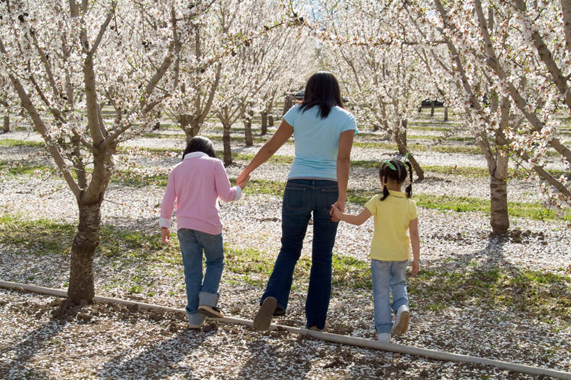 儿童,中年人,三个人,家庭,母亲,女儿,横图,室外,白天,杏仁,日光,美国,北美,加利福尼亚