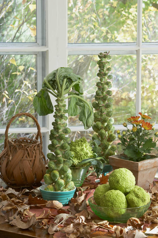 静物,篮子,秋天