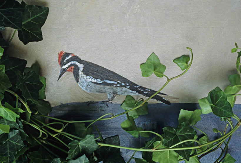 室外,绘画,艺术,鸟类,盆栽,混凝土,常春藤,古典,文化,壁画,红色,工艺品,夏天,品味,季节,涂料,美术,高雅,迷人,作画,美学