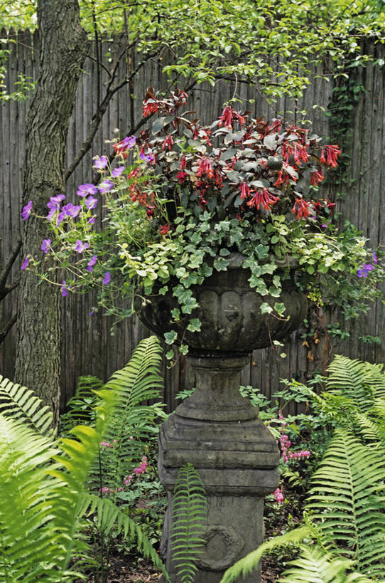 室外,篱笆,花,红色,绿色,紫色,古董,蕨类,私密,底座,击剑