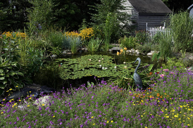 横图,室外,植物,睡莲,萱草,苍鹭,篱笆,草药,药草,中药,夏天,药材,中草药,中药材,本草,马利筋,青铜