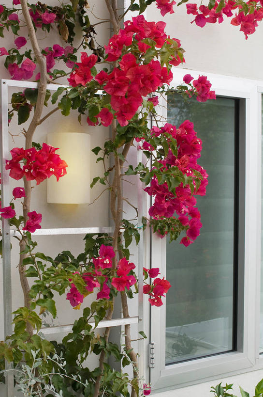 无人,竖图,室外,白天,日光,美国,环绕,粉色,生长,照亮,北美,加利福尼亚