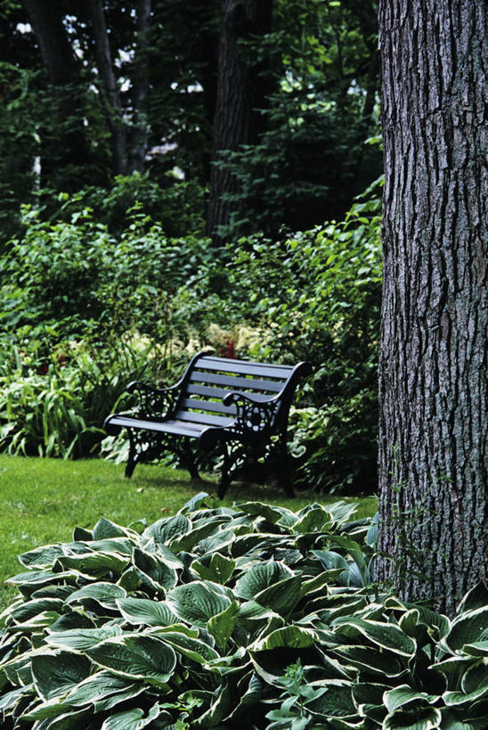 室外,草坪,长椅,角落,草,花,树,绿色,夏天,灌木,私密