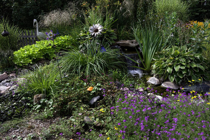 横图,室外,瀑布,植物,睡莲,草药,药草,中药,夏天,药材,中草药,中药材,本草,马利筋