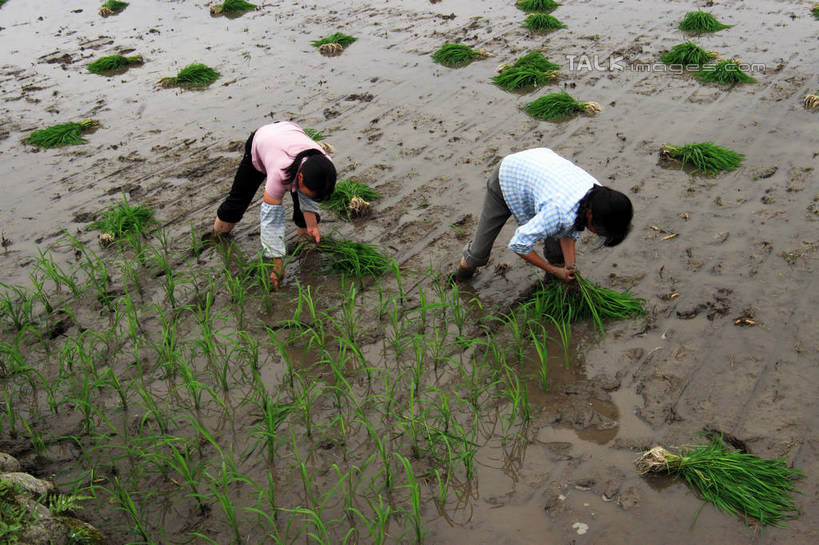东方人,两个人,伙伴,朋友,农民,农田,站,横图,俯视,室外,白天,旅游,度假,友谊,庄稼,农作物,美景,井冈山,中国,亚洲,弯腰,景观,谷物,水稻,黄种人,娱乐,稻,江西,自然,站着,享受,休闲,景色,放松,自然风光,东亚,插秧,江西省,中华人民共和国,华东地区,弯身,赣,革命,吉安,吉安市,农人,革命根据地,友情,年轻女性,女人,女性,亚洲人,农夫,乡下人,庄稼人,站立,彩图,高角度拍摄,全身,耕地,庄稼田,bjzqp1