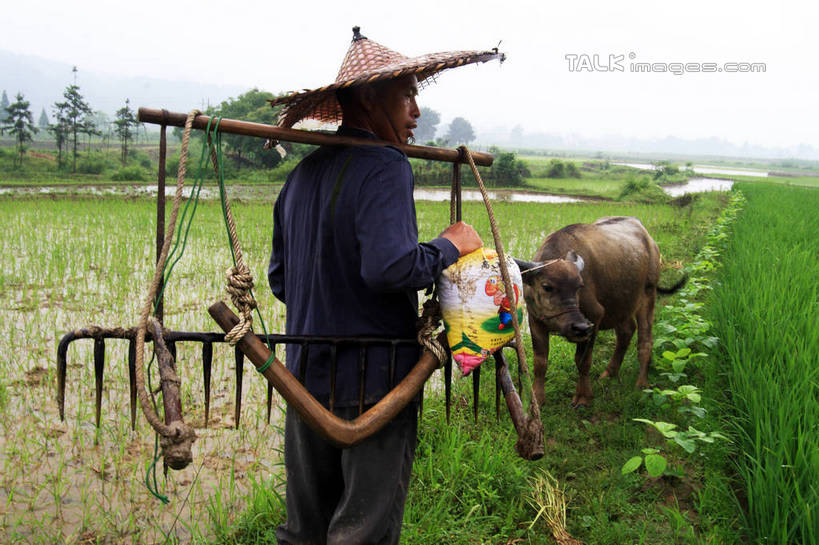 东方人,一个人,农民,农田,站,举,横图,室外,白天,旅游,度假,庄稼,农作物,美景,山,树林,植物,牛,帽子,井冈山,中国,亚洲,仅一个男性,仅一个人,仅一个中年男性,一头,许多,握,草帽,耕田,景观,山峰,山峦,拿,拿着,注视,黄种人,娱乐,江西,斗笠,树,树木,骑,背面,蓝色,绿色,蓝天,天空,自然,动物,天,观察,看,扛,托,站着,享受,休闲,家畜,景色,放松,握着,牲畜,生长,晴朗,成长,观看,察看,关注,自然风光,种田,东亚,农具,犁,江西省,万里无云,中华人民共和国,华东地区,赣,革命,吉安,吉安市,农人,耕具,革命根据地,扛在肩上,骑在肩上,男人,男性,中年男性,亚洲人,晴空,晴空万里,农夫,乡下人,庄稼人,举起,举手,举着,向上举,向上伸,向上托,站立,半身,彩图,耕地,庄稼田,bjzqp1