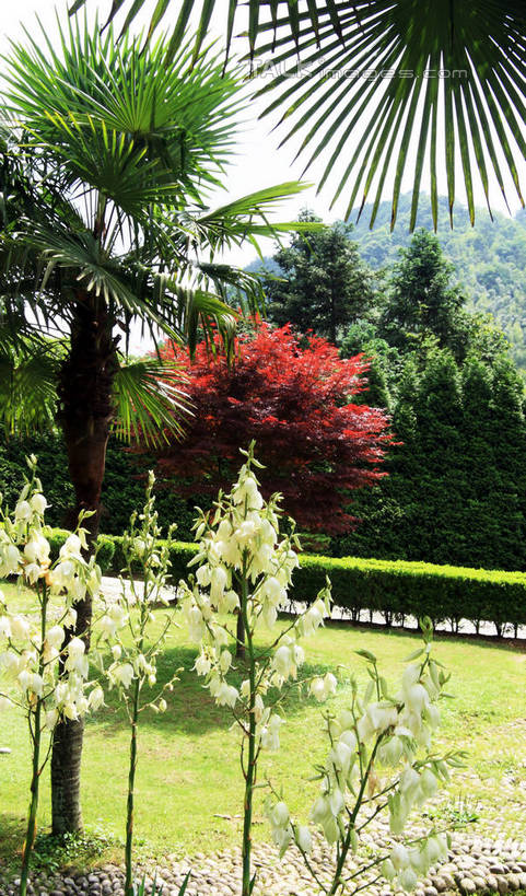 无人,竖图,俯视,室外,白天,旅游,度假,草地,草坪,美景,山,树林,植物,铁树,叶子,井冈山,中国,亚洲,许多,阴影,光线,影子,景观,山峰,风铃草,枫叶,枯叶,落叶,山峦,祝福,娱乐,江西,草,树,树木,黄色,红色,蓝色,绿色,蓝天,天空,阳光,自然,天,享受,休闲,健康,景色,放松,可爱,生长,晴朗,成长,枫树叶,钟花,创造,神圣,自然风光,感谢,温柔,东亚,江西省,万里无云,中华人民共和国,感恩,华东地区,嫉妒,瓦筒花,赣,革命,吉安,吉安市,庄严,番蕉,凤尾蕉,铁蕉,革命根据地,叶,叶片,晴空,晴空万里,苏铁,避火蕉,彩图,高角度拍摄,bjzqp1