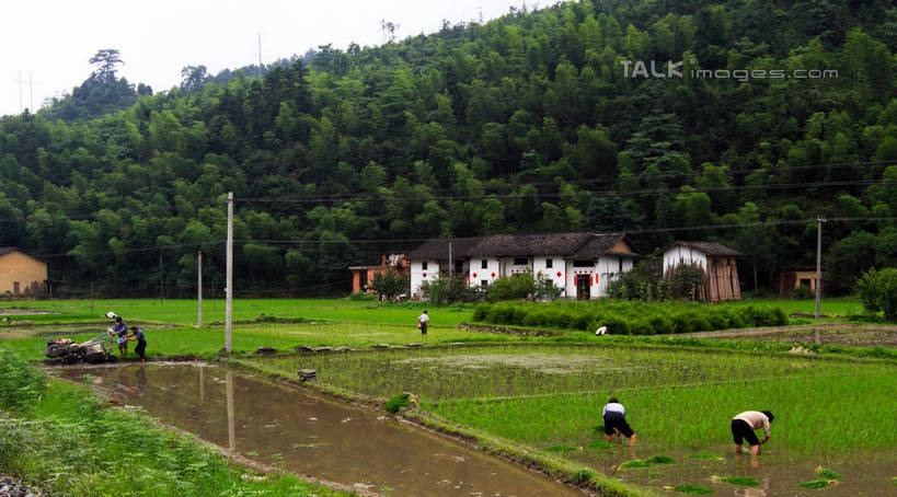 东方人,农民,家,农田,横图,室外,白天,正面,旅游,度假,农业,庄稼,农作物,美景,山,树林,植物,汽车,井冈山,中国,亚洲,许多,古老,电力,电线,电线杆,线,房屋,屋子,耕田,景观,山峰,电能,山峦,许多人,线路,黄种人,娱乐,江西,楼房,住宅,车,树,树木,蓝色,绿色,蓝天,天空,自然,交通工具,天,一群人,享受,休闲,机械,景色,放松,生长,晴朗,成长,电,电源,自然风光,载具,拖拉机,能量,种田,东亚,江西省,万里无云,中华人民共和国,华东地区,赣,革命,吉安,吉安市,农人,交通运输,农用机械,革命根据地,亚洲人,晴空,晴空万里,农夫,乡下人,庄稼人,彩图,全身,耕地,庄稼田,房子,bjzqp1