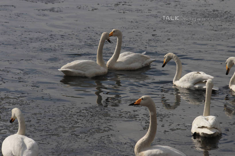 游泳,无人,横图,俯视,室外,白天,湖,湖泊,美景,水,雪,大雪,鸟,野生动物,天鹅,一排,许多,阴影,波纹,整齐,光线,鸟类,影子,湖面,积雪,景观,水流,水面,雪景,冬季,冬天,涟漪,注视,排列,白色,水纹,阳光,自然,动物,波浪,湖水,观察,看,休闲,景色,放松,寒冷,可爱,观看,波光粼粼,察看,阴暗,队列,关注,张开翅膀,水晕,严寒,鹄,彩图,高角度拍摄,全身,bjzqp1
