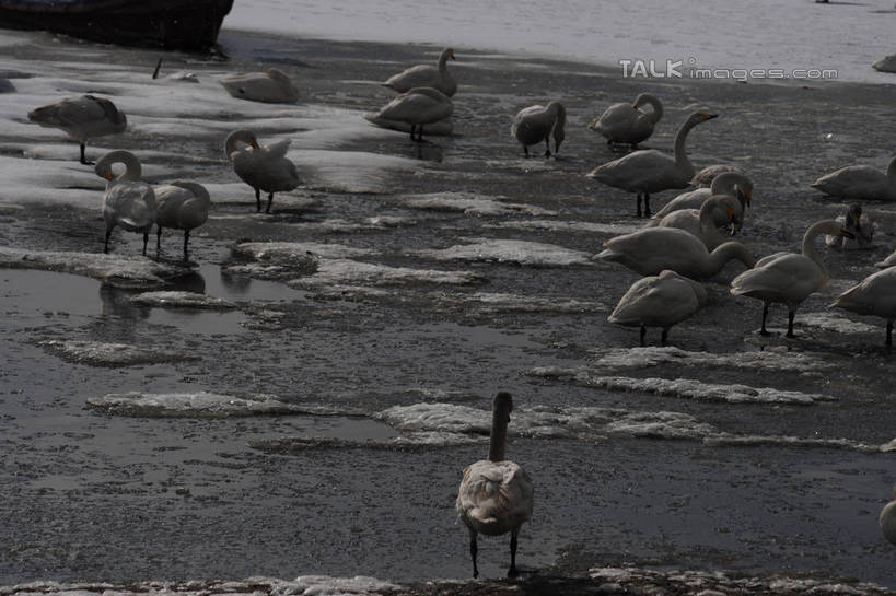 游泳,无人,横图,俯视,室外,白天,湖,湖泊,美景,水,雪,大雪,鸟,野生动物,天鹅,一排,许多,阴影,波纹,整齐,光线,鸟类,影子,湖面,积雪,景观,水流,水面,雪景,冬季,冬天,涟漪,注视,排列,白色,水纹,阳光,自然,动物,波浪,湖水,观察,看,休闲,景色,放松,寒冷,可爱,观看,波光粼粼,察看,阴暗,队列,关注,张开翅膀,水晕,严寒,鹄,彩图,高角度拍摄,全身,bjzqp1