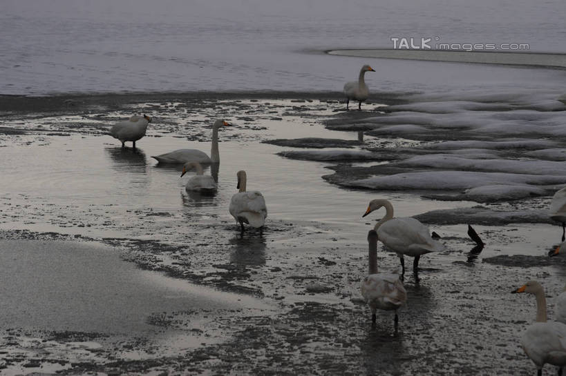 无人,站,横图,俯视,室外,白天,湖,湖泊,美景,沙滩,水,雪,大雪,鸟,野生动物,天鹅,许多,阴影,波纹,光线,鸟类,沙子,影子,海岸,湖面,积雪,景观,水流,水面,雪景,冬季,冬天,涟漪,沙地,注视,白色,水纹,阳光,自然,动物,波浪,湖水,观察,看,站着,休闲,景色,放松,寒冷,可爱,观看,波光粼粼,察看,阴暗,关注,水晕,严寒,海滩,鹄,站立,彩图,高角度拍摄,全身,bjzqp1