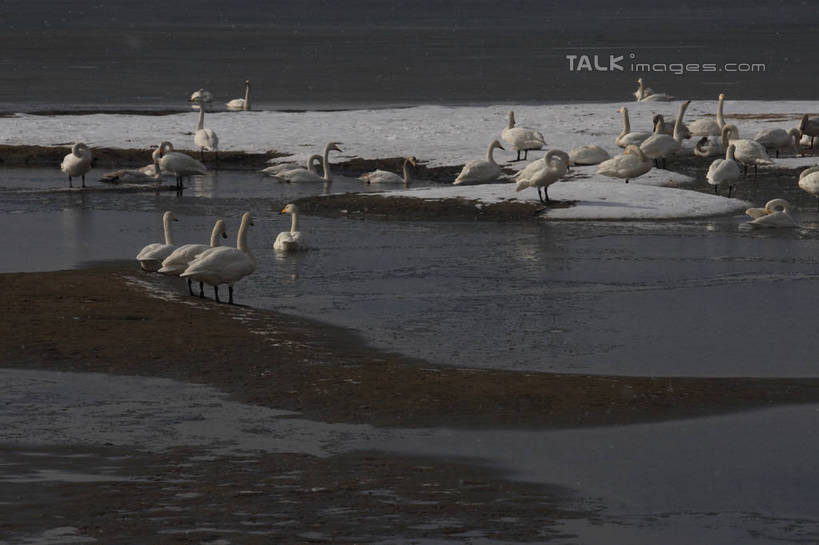 游泳,无人,站,横图,俯视,室外,白天,湖,湖泊,美景,水,雪,大雪,鸟,野生动物,天鹅,许多,飞翔,阴影,波纹,飞行,光线,鸟类,影子,湖面,积雪,景观,水流,水面,雪景,冬季,冬天,涟漪,翱翔,飞,白色,水纹,阳光,自然,动物,波浪,湖水,站着,休闲,景色,放松,寒冷,可爱,波光粼粼,阴暗,水晕,严寒,鹄,站立,彩图,高角度拍摄,全身,bjzqp1