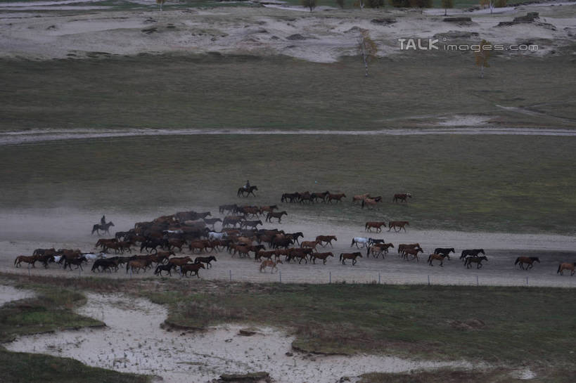 东方人,两个人,站,横图,俯视,室外,白天,旅游,度假,草原,美景,雪,植物,大雪,马,野生动物,坝上,中国,亚洲,许多,奔驰,枯萎,积雪,景观,旷野,雪景,冬季,冬天,枯草,牧民,黄种人,娱乐,草,树,树木,黄色,自然,动物,奔跑,站着,享受,休闲,景色,放松,寒冷,运输,牲畜,生长,成长,自然风光,原野,东亚,中华人民共和国,华北地区,严寒,河北,河北省,冀,承德,承德市,男人,男性,中年男性,亚洲人,站立,彩图,高角度拍摄,全身,丰宁满族自治县,京北第一草原,bjzqp1