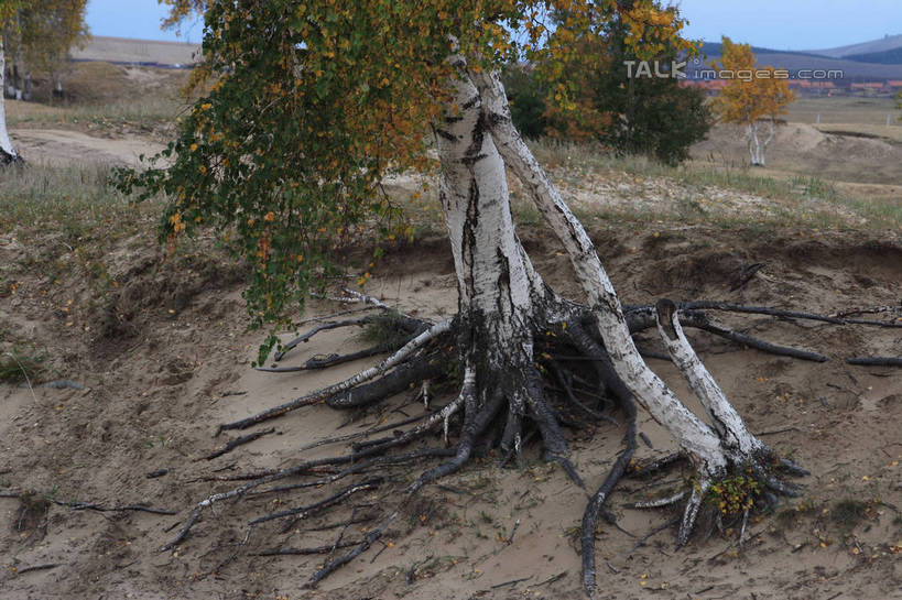 无人,横图,室外,白天,正面,旅游,度假,美景,山,植物,坝上,中国,亚洲,阴影,枯萎,环绕,缠绕,光线,影子,景观,山峰,枯草,树桩,枝条,山峦,娱乐,树,树干,树木,树枝,蓝色,蓝天,天空,阳光,自然,天,享受,休闲,木桩,景色,放松,自然风光,纠缠,东亚,中华人民共和国,华北地区,河北,河北省,冀,承德,承德市,虬枝,枝杈,彩图,丰宁满族自治县,京北第一草原,bjzqp1
