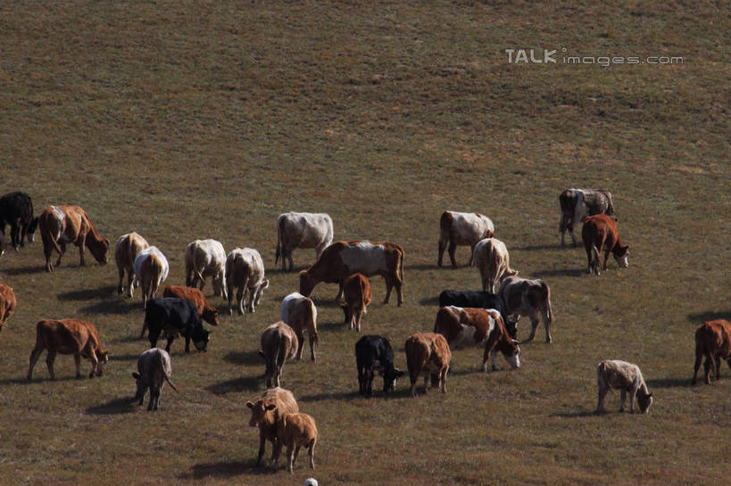 无人,站,吃,横图,俯视,室外,白天,旅游,度假,草原,美景,植物,马,野生动物,坝上,中国,亚洲,许多,阴影,枯萎,光线,影子,景观,旷野,枯草,娱乐,草,黄色,阳光,自然,动物,低头,站着,享受,休闲,景色,放松,运输,牲畜,自然风光,原野,东亚,中华人民共和国,华北地区,河北,河北省,冀,垂头,承德,承德市,嚼,食,站立,半身,彩图,高角度拍摄,丰宁满族自治县,京北第一草原,bjzqp1