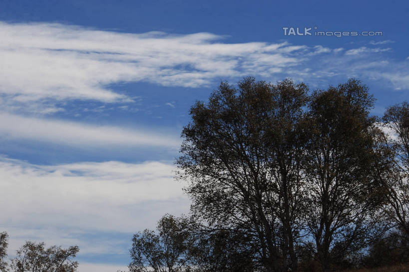 无人,横图,室外,白天,仰视,旅游,度假,美景,植物,坝上,中国,亚洲,阴影,光线,影子,景观,云,云朵,枝条,云彩,娱乐,树,树木,树枝,蓝色,绿色,白云,蓝天,天空,阳光,自然,天,享受,休闲,景色,放松,生长,晴朗,成长,自然风光,东亚,中华人民共和国,华北地区,河北,河北省,冀,承德,承德市,虬枝,枝杈,晴空,彩图,低角度拍摄,丰宁满族自治县,京北第一草原,bjzqp1
