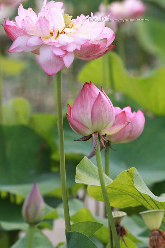 无人,竖图,室外,特写,白天,正面,旅游,度假,纯洁,美景,植物,莲花,叶子,朦胧,模糊,池塘,景观,荷叶,娱乐,树,树木,黄色,绿色,白色,自然,享受,休闲,景色,放松,莲蓬,生长,成长,富贵,神圣,自然风光,纯净,莲叶,六月花神,正直,荷花,六月春,藕花,水芙蓉,叶,叶片,彩图,hascy1