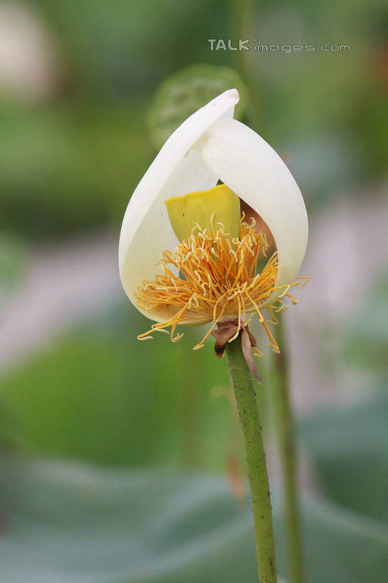 无人,竖图,室外,特写,白天,正面,旅游,度假,纯洁,美景,植物,莲花,叶子,朦胧,模糊,池塘,景观,荷叶,娱乐,树,树木,黄色,绿色,白色,自然,享受,休闲,景色,放松,莲蓬,生长,成长,富贵,神圣,自然风光,纯净,莲叶,六月花神,正直,荷花,六月春,藕花,水芙蓉,叶,叶片,彩图,hascy1