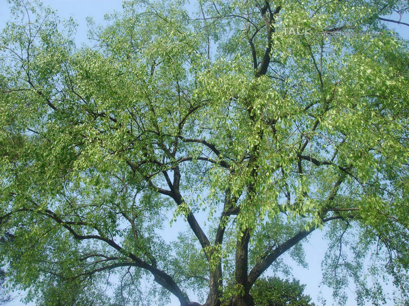 无人,横图,室外,白天,仰视,旅游,度假,美景,植物,一棵,阴影,光线,影子,景观,枝条,娱乐,树,树干,树木,树枝,蓝色,绿色,蓝天,天空,阳光,自然,天,享受,休闲,景色,放松,生长,晴朗,成长,自然风光,万里无云,虬枝,枝杈,晴空,晴空万里,彩图,低角度拍摄,hascy1