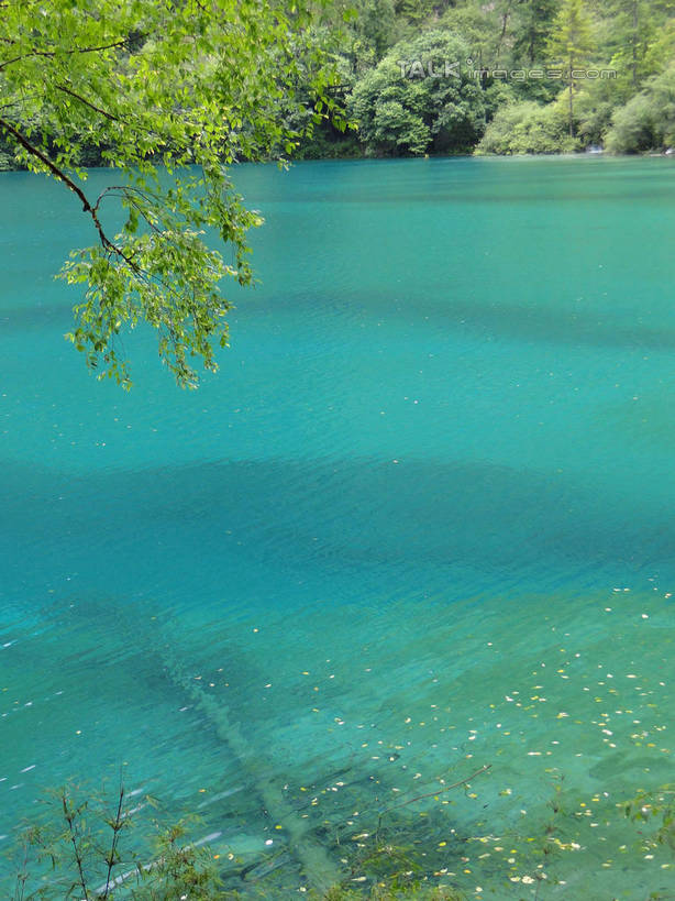 无人,竖图,室外,白天,正面,旅游,度假,河流,美景,山,山脉,树林,水,植物,九寨沟,中国,亚洲,河水,景观,山峰,水流,山峦,娱乐,树,树木,绿色,倒影,自然,群山,享受,休闲,景色,放松,四川省,生长,成长,波光粼粼,倒映,自然风光,东亚,四川,阿坝,中华人民共和国,西南地区,阿坝藏族羌族自治州,阿坝州,川,九寨沟县,反照,彩图,九寨沟风景区,四川九寨沟风景名胜区,hascy1
